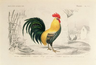 Domestic Cock, illustration from 